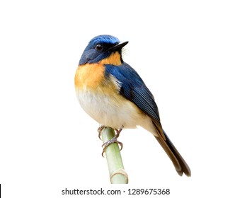 Charming fat blue bird with orange feathers on its chest perching on bamboo stick details from head to tail and toes isolated on white background, fascinated nature