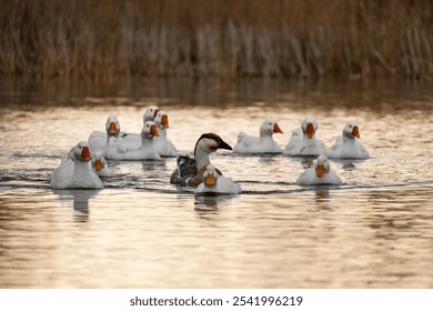 A charming flock of white goose, each with striking orange beaks, are gracefully swimming across the serene surface of a picturesque lake - Powered by Shutterstock