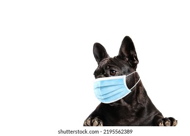 Charming French Bulldog With A Medical Mask On His Muzzle. Close-up Portrait Of A Dog Looking Away. Isolated. Place For Writing Text.