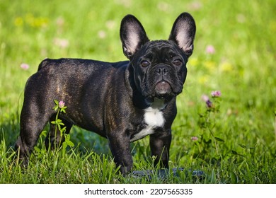 Charming French Bulldog Puppy In Summer On The Green Grass.