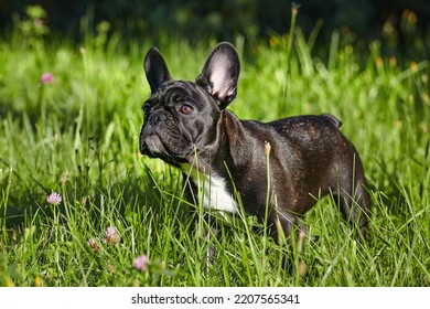 Charming French Bulldog Puppy In Summer On The Green Grass.