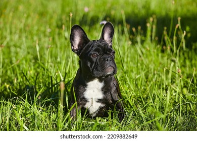 Charming French Bulldog Puppy In Summer On The Green Grass.