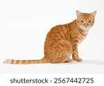 A charming ginger tabby cat with vibrant orange fur and striking green eyes, sitting gracefully on a plain white background. The image showcases the cat