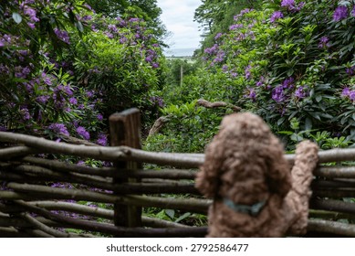 Charming and heartwarming scene of a fluffy cockapoo gazing through a rustic wooden wattle fence into a stunning garden pathway bursting with vibrant purple rhododendron blooms. The cockapoo, seen from behind, is captured in a candid and curiosity-filled moment, its curly auburn coat complementing the lush green and purple tones of the surrounding garden. The winding natural path beyond the fence disappears into a tunnel of dense flowering shrubs and mature trees, creating a magical, enchanting depth to the composition. Soft natural daylight filters through the canopy, giving the image a fresh, serene quality. The scene perfectly captures the joy of exploring the outdoors with a cockapoo, evoking themes of curiosity, adventure, and the beauty of the British countryside in late spring or early summer. Suitable for pet lifestyle content, gardening publications, countryside and nature features, travel and tourism imagery, and feel-good editorial use.