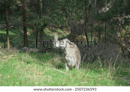 A charming image of a small, cute wallaby scratching itself in a humorous and endearing manner.