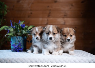 A charming image of three fluffy corgi puppies sitting indoors on a light-colored tablecloth, with a plant in a blue pot on the side. The warm wooden background adds a cozy, homey feel. Perfect for th