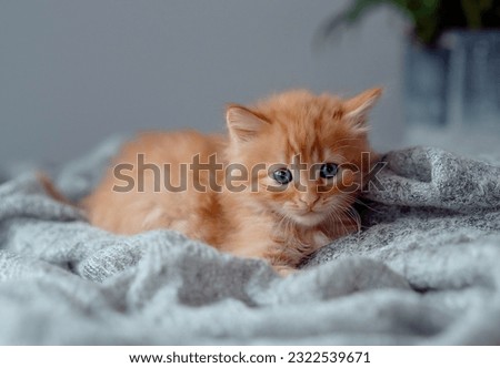 charming kitten on a gray background. pet concept
