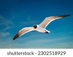 Charming Laughing Gull (Leucophaeus atricilla) adds life to St. George Island