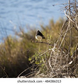 Charming  little Australian  willie wagtail Rhipidura leucophrys in smart black and white plumage perches on a branch near the lake  looking for insects to devour on a cool spring  afternoon.
. - Shutterstock ID 484386313