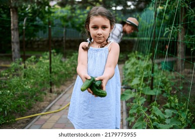 Charming Little Girl, Wearing Summer Sundress, Holds Ripe Cucumbers And Helps Her Mother On Harvesting Vegetables In Organic Farm, Smiling Looking At Camera. Family Agribusiness, Horticulture, Farming