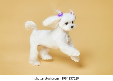 charming little Maltese lapdog. photo shoot in the studio on a yellow background.