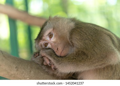 Charming little monkey resting on a tree in the shade from the sun. Animals in the wild.