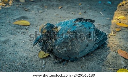 A charming little pigeon sits perched atop a weathered, rustic wooden fence, its feathers ruffled gently by a soft breeze. The delicate details of its plumage are highlighted by the warm sunlight filt
