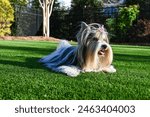 Charming long-haired Biewer Terrier with a pink bow, lying on a lush green artificial turf lawn on a sunny day. 