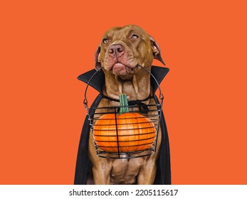 Charming, Lovable Brown Dog And Count Dracula Costume. Bright Background. Close-up, Indoors. Studio Shot. Congratulations For Family, Relatives, Loved Ones, Friends And Colleagues. Pet Care Concept