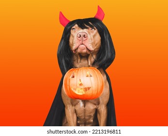 Charming, Lovable Brown Dog, Fancy Dress And Devil Horns. Bright Background. Close-up, Indoors. Studio Shot. Congratulations For Family, Relatives, Loved Ones, Friends And Colleagues. Pet Care Concept