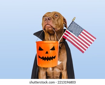 Charming, Lovable Brown Dog Holding American Flag In His Mouth And Count Dracula Costume. Bright Background. Close-up, Indoors. Congratulations For Family, Relatives, Loved Ones, Friends, Colleagues