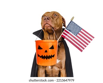 Charming, Lovable Brown Dog Holding American Flag In His Mouth And Count Dracula Costume. Bright Background. Close-up, Indoors. Congratulations For Family, Relatives, Loved Ones, Friends, Colleagues