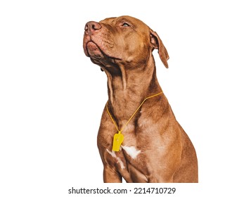 Charming, lovable puppy and referee's whistle. Championship preparation. Close-up, indoors. Studio photo. Concept of care, education, obedience training and raising pet