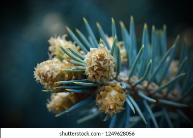Charming macro view on the tip of blue spruce branch blossoming. Zoom on Picea pungens with young conifer cones.