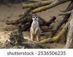 A charming meerkat alertly displays its curiosity and alertness.