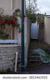 Charming narrow passage between old stone walls leading to a pale blue garden door, decorated with blooming red roses and small white and purple flowers.