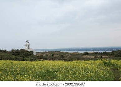 A charming old clock tower standing among a vast canola flower field by the Jeju seaside