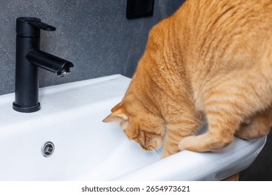 A charming orangecolored cat is drinking refreshing water from a pristine white sink, indulging its thirst in a cozy environment