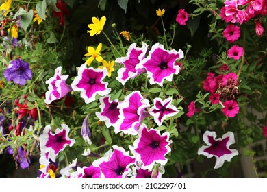 Charming Petunia Picoti Flowers A Distinctive Feature Of Picoti Petunias Is A White Border Along The Edge Of The Petals