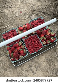 A charming photo of multiple handpicked boxes of fresh strawberries and raspberries resting on the dirt floor of a farm, emphasizing the natural and organic setting of the berry harvest.
