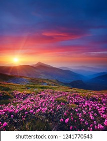 Charming Pink Flower Rhododendrons At Magical Sunset. Location Carpathian Mountain, Ukraine, Europe. Beautiful Nature Landscape. Scenic Image Of Idyllic Summer Wallpaper. Discover The Beauty Of Earth.