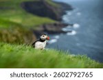 Charming Puffin on the Coastal Cliffs of the Faroe Islands