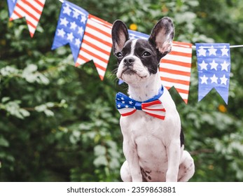 Charming puppy, bow-tie in the colors of the American Flag and green trees. Close-up, outdoor. Congratulations for family, loved ones, friends and colleagues. Pets care concept - Powered by Shutterstock