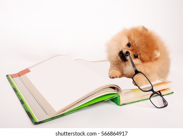 Charming Puppy Chews On Glasses Lying On The Book