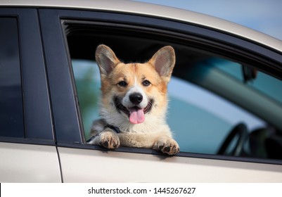 charming puppy dog red Corgi pretty sticks out his face with pink tongue and paws from the car window while traveling through the countryside on a Sunny summer day