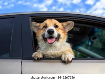 corgi in a car