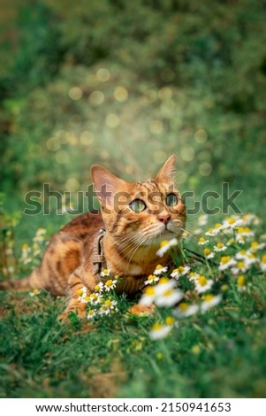 Charming red cat is resting among white flowers on the lawn.
