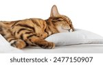 A charming red cat sleeps and smiles in his sleep. Sleeping cat isolated on a white background.