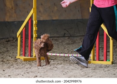 Charming Red Haired Toy Poodle Runs At Agility Competitions Next To Its Owner. Contact And Trust Between Dog And Person In Sports. The Pet Jumps Over The Barrier.