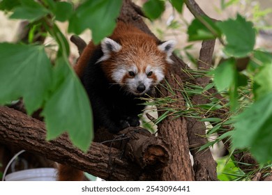 A charming red panda rests on a tree branch surrounded by vibrant green leaves. This image captures the serene beauty of wildlife in its natural habitat. - Powered by Shutterstock