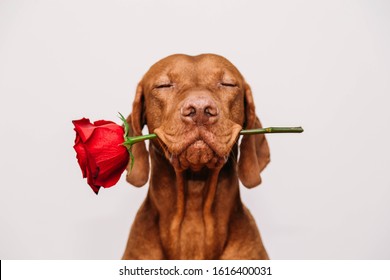  Charming red-haired vizsla dog with eyes closed holds a red rose in his mouth as a gift for Valentine's Day on a white background.