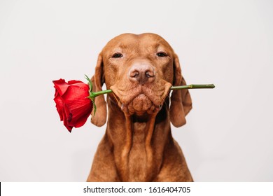 Charming red-haired vizsla dog holds a red rose in his mouth as a gift for Valentine's Day on a white background.