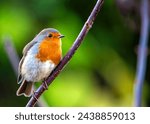 A charming Robin Red Breast (Erithacus rubecula) spotted amidst vibrant flora at National Botanic Gardens, Dublin, Ireland. 