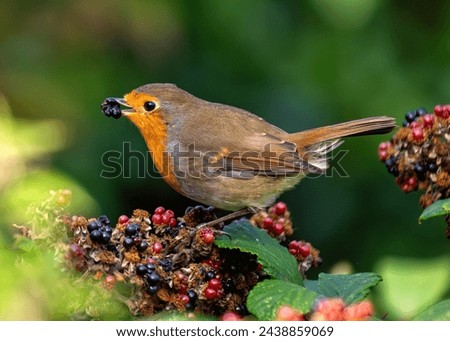 A charming Robin Red Breast (Erithacus rubecula) spotted amidst vibrant flora at National Botanic Gardens, Dublin, Ireland. 