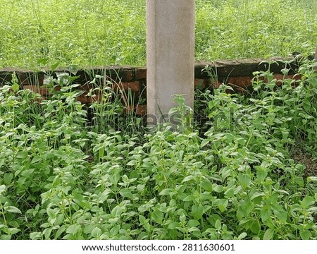 Charming rustic outdoor scene featuring a weathered brick wall engulfed in lush greenery.