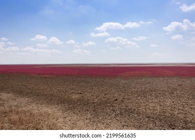 Charming Scenery Of Panjin Red Beach, Liaoning, China