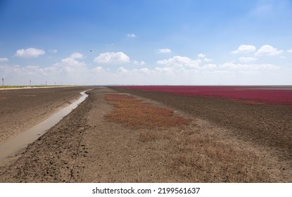 Charming Scenery Of Panjin Red Beach, Liaoning, China