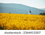 Charming Spring Countryside: Church Nestled in a Sea of Golden Blooms Rural Agricultural Landscape