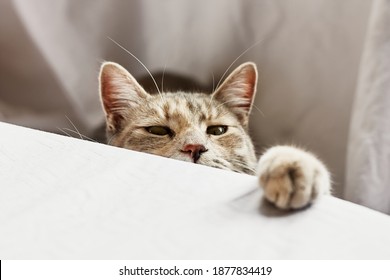 Charming Striped Gray Cat Looks Curiously At The Dinner Table. Funny Domestic Cute Cat. Veterinary And Internatinal Cat Day Concept. Selective Focus