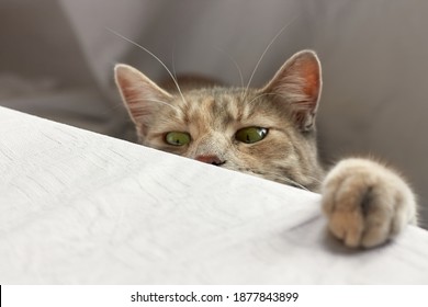 Charming Striped Gray Cat Looks Curiously At The Dinner Table. Funny Domestic Cute Cat. Veterinary And Internatinal Cat Day Concept. Selective Focus